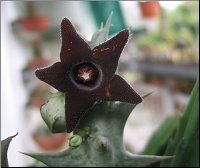 Orbea decaisneana 
